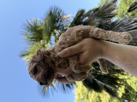 Türünün en miniği mikro poodle redbrown