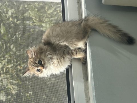 Şecereli golden dişi yavru british longhair