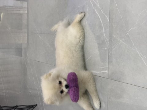Ayı surat pomeranian