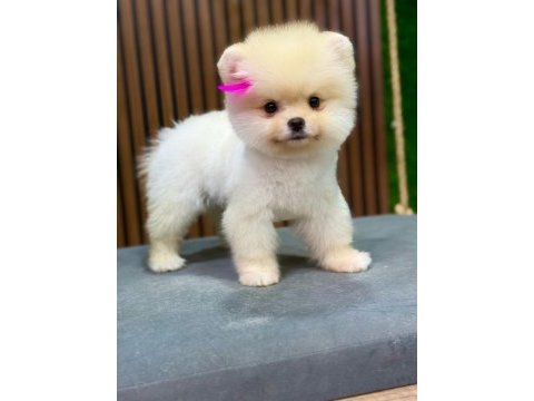 Show kalite pomeranian boo yavrular