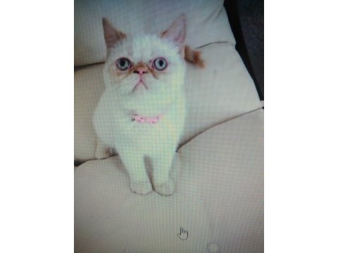5 aylık exotic shorthair kızımız pamuk