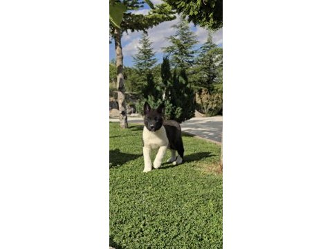 Safkan amerikan akita yavrular