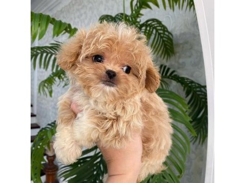 Teacup kore maltipoo yavruları