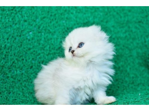 Prensesimiz ns1133 scottish fold longhair 