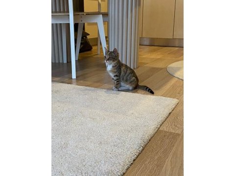 Yavru kedimiz sevgi pıtırcığı oyuncu ve akıllı
