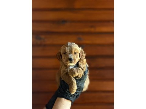 Maltipoo bebekler