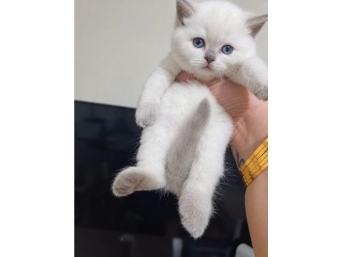 Cınamon a kalıte british shorthair