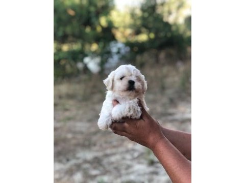 0 numara tüy yumağı sağlık ve ırk garantili maltese