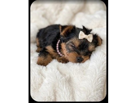 Yorkshire terrier yavrularımız