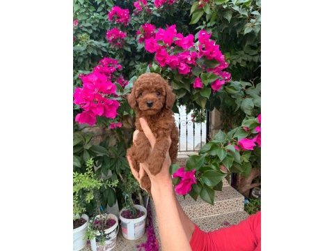 Kıvırcık toy poodle köpekler