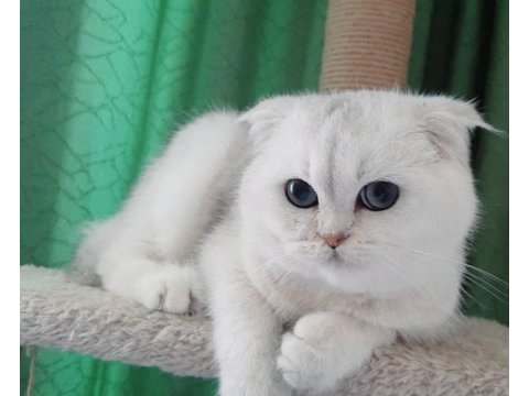 Yeşil gözlü yavruları scottish fold