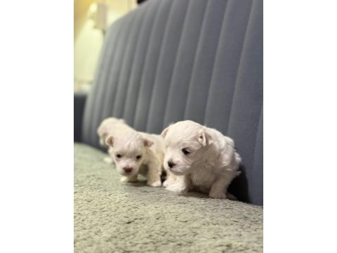 Köpeklerimize yeni yuvalar arıyoruz