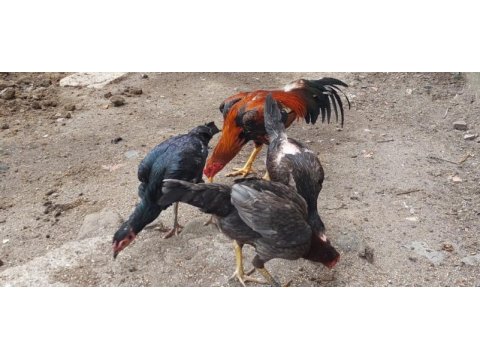 Safkan hint horozları