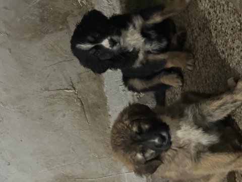 Yavru köpeklerimize yuva arıyoruz