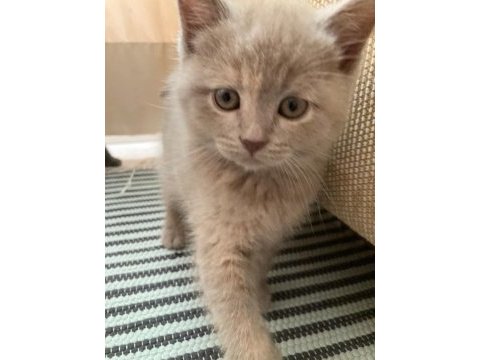 1 aylık british shorthair yavrular