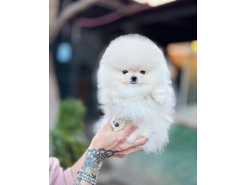 Boncuk gözlü pomeranian boo yavrusu
