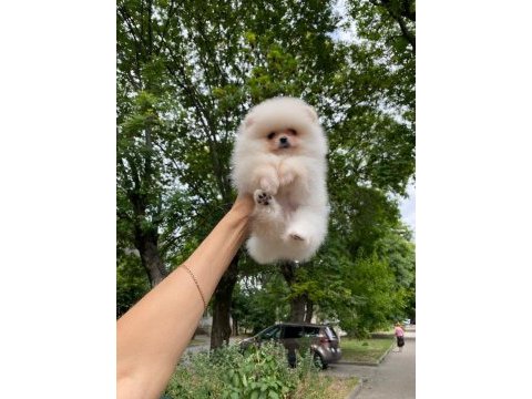 Pomeranian boo teddy