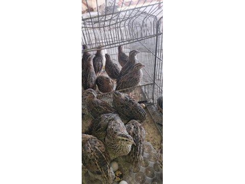 30-40 yumurtaya sende başlayacak genç bıldırcın
