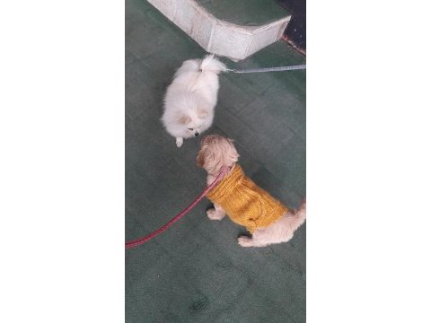 Evcil hayvan golden retriever