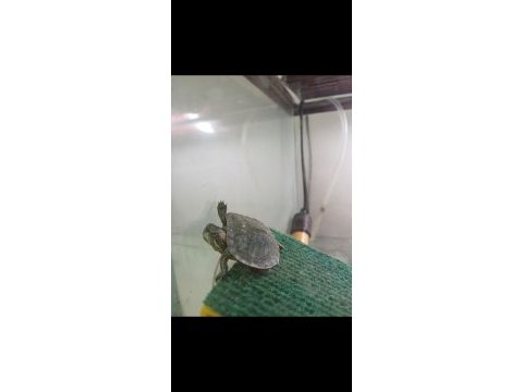 Herseyiyle birlikte kirmizi yanakli su kaplumbagasi