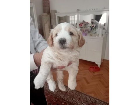 Minnak bebişler