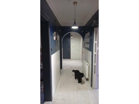 1 yaşında poodle