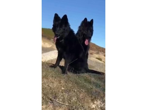 Safkan alman çoban köpeği