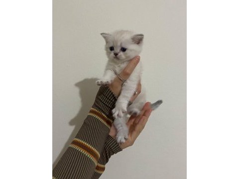 Safkan scottish fold brıtısh shorthaır yavrularım