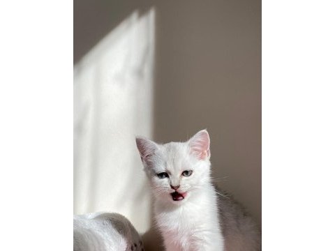Sliver yavru kedim