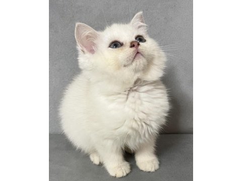 Point british shorthair erkek