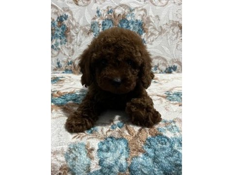 Toy poodle bebekler