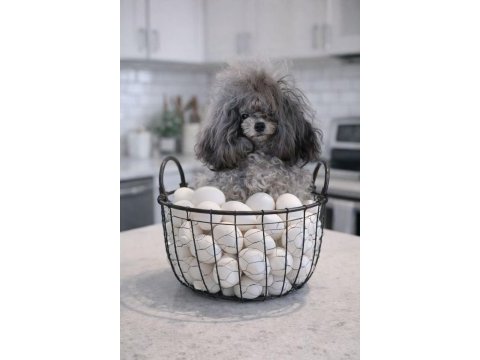 Korekan silver nadir renk poodle