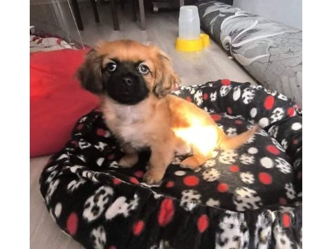 Menemen pekinez 2 aylık erkek