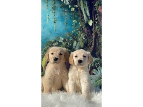 Baby face golden retriever
