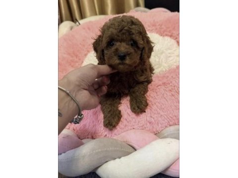 Toy poodle yavrumuz