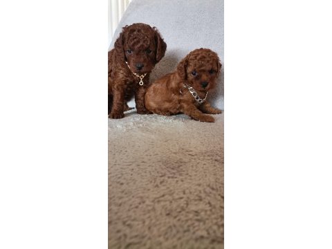 Toy poodle erkek yavrular