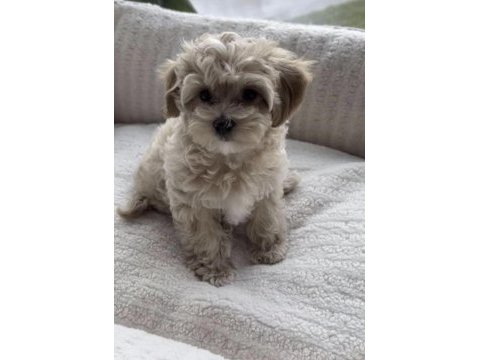 Maltipoo safkan köpeğimiz