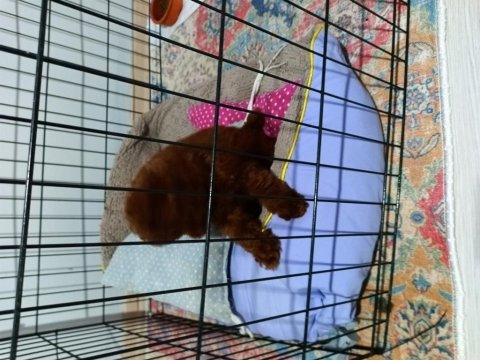 Kore toy poodle 3 aylık cipli aşılı karneli