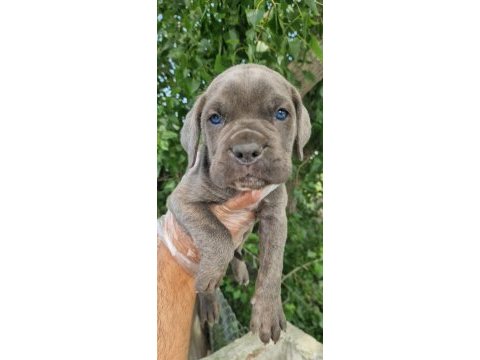 Irk ve sağlık garantili cane corso yavrular