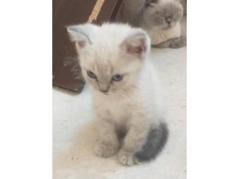 Blue point yavrular scottish fold