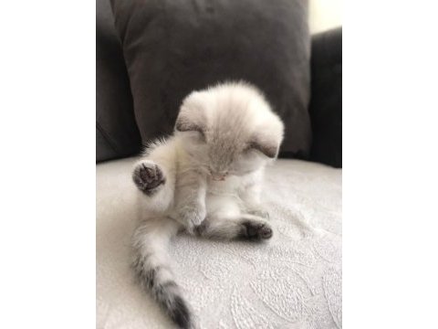 A kalite yavru scottish fold
