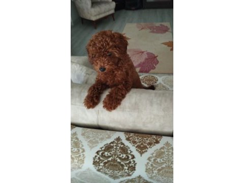 Podell_ankara sizin için seçtiği özel yavru köpekler