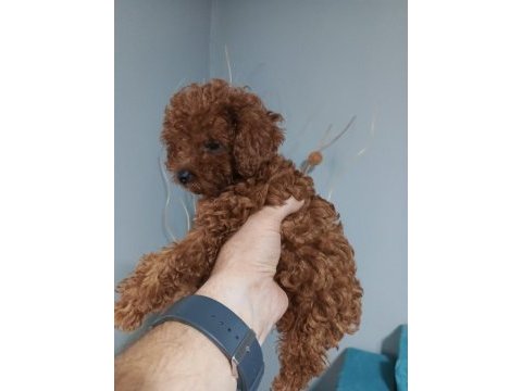 Irk garantili red braun korea kan toy poodle