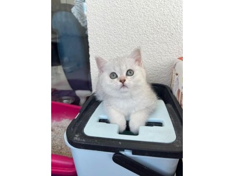 Kendi yavrum anne ve baba ile birlikte british shorthair