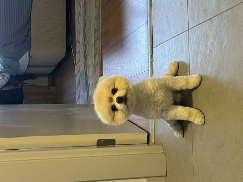 Pomeranian boo köpeğimiz 2 yaşında