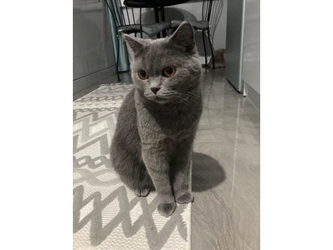 Ömürlük yuva arıyorum british shorthair
