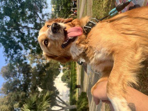 Dünya tatlısı bir melez köpeği sahiplenme