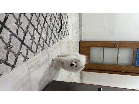Erkek beyaz pomeranian