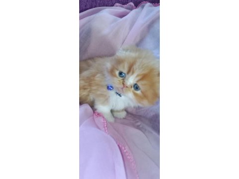 Yavru exotic shorthair (açıklamayı oku)