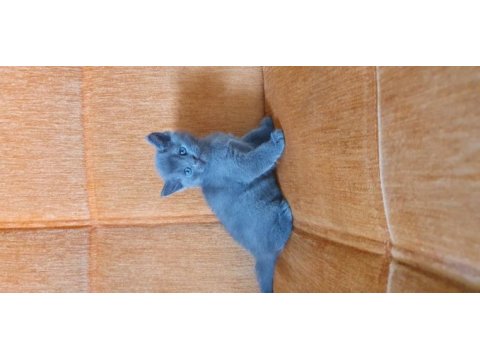 Süper kalite british shorthair yavru